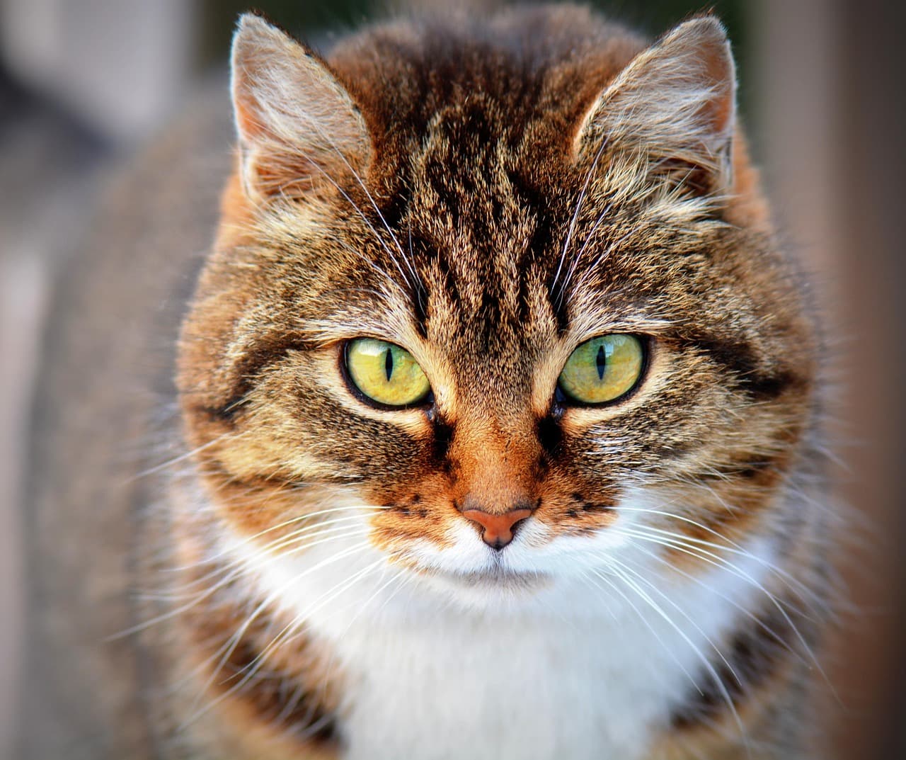 Mruczek po adopcji