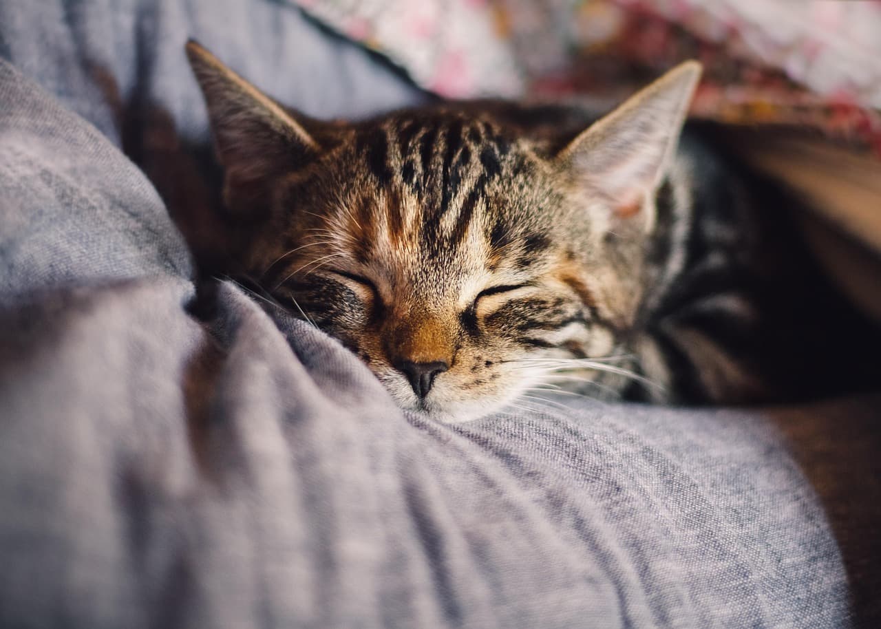 Felix po adopcji