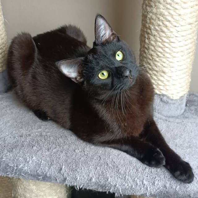 Nietoperek — kot do adopcji