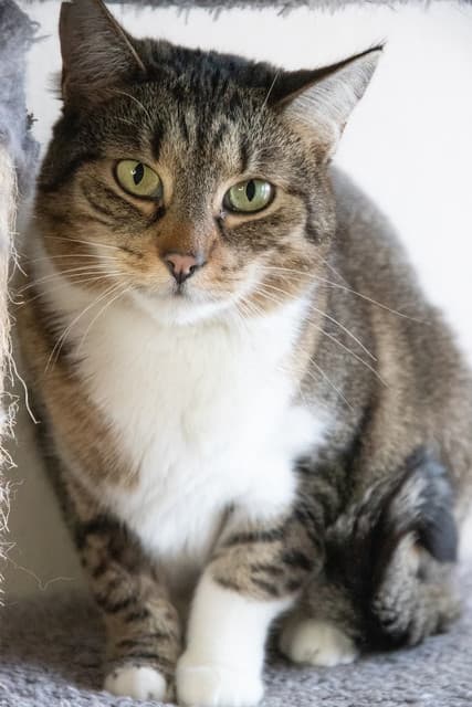 Mona — kot do adopcji